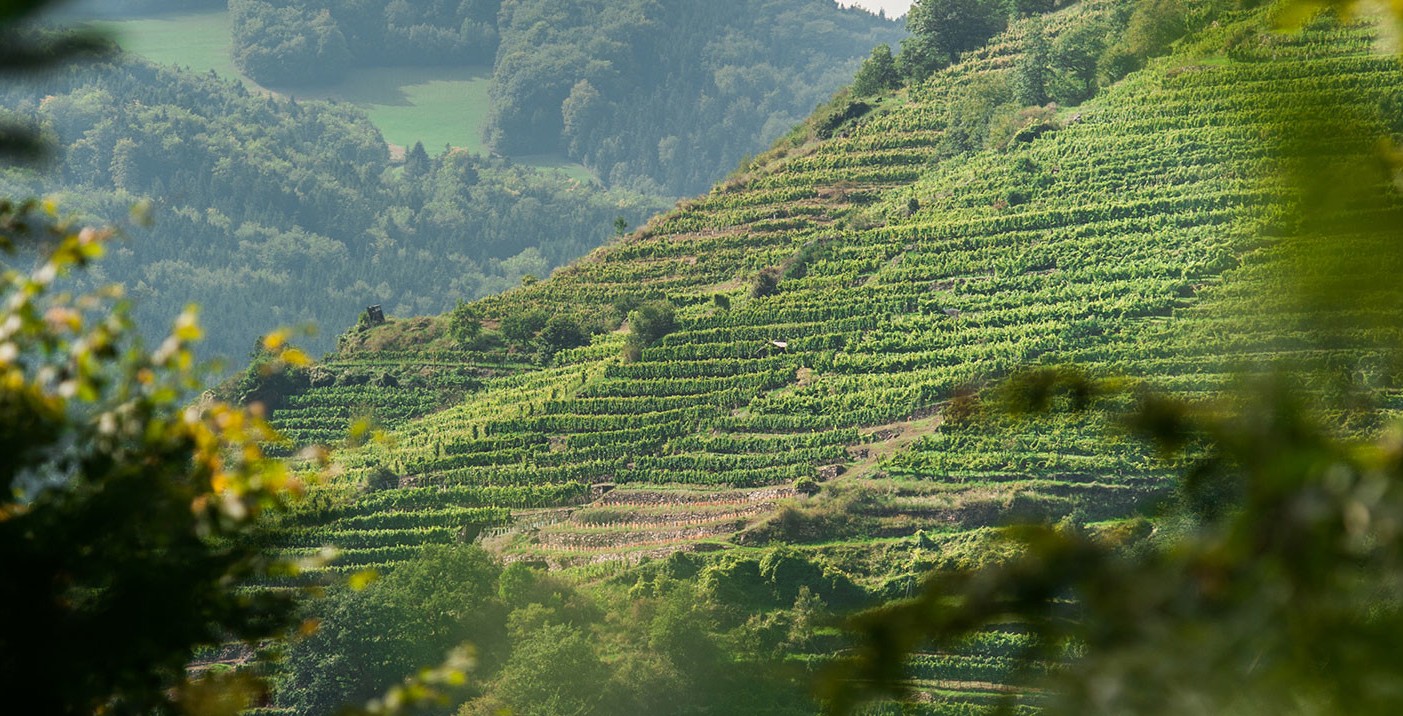 weingut-piewald